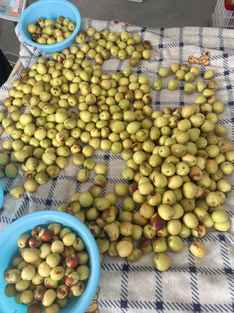 陕西大荔范家镇冬枣基地