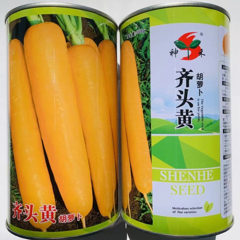 原装齐头黄胡萝卜种子胡萝卜种子籽春秋冬播种蔬菜种孑