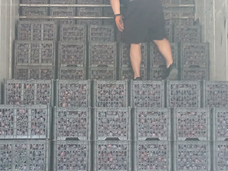 黑布林李子