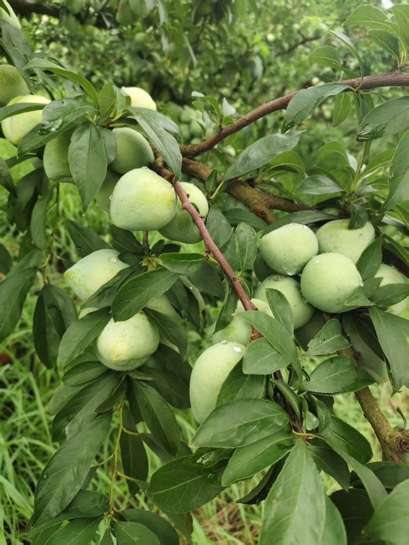 《奈李李子》广西李子/青脆李/桂林李子/自家果园