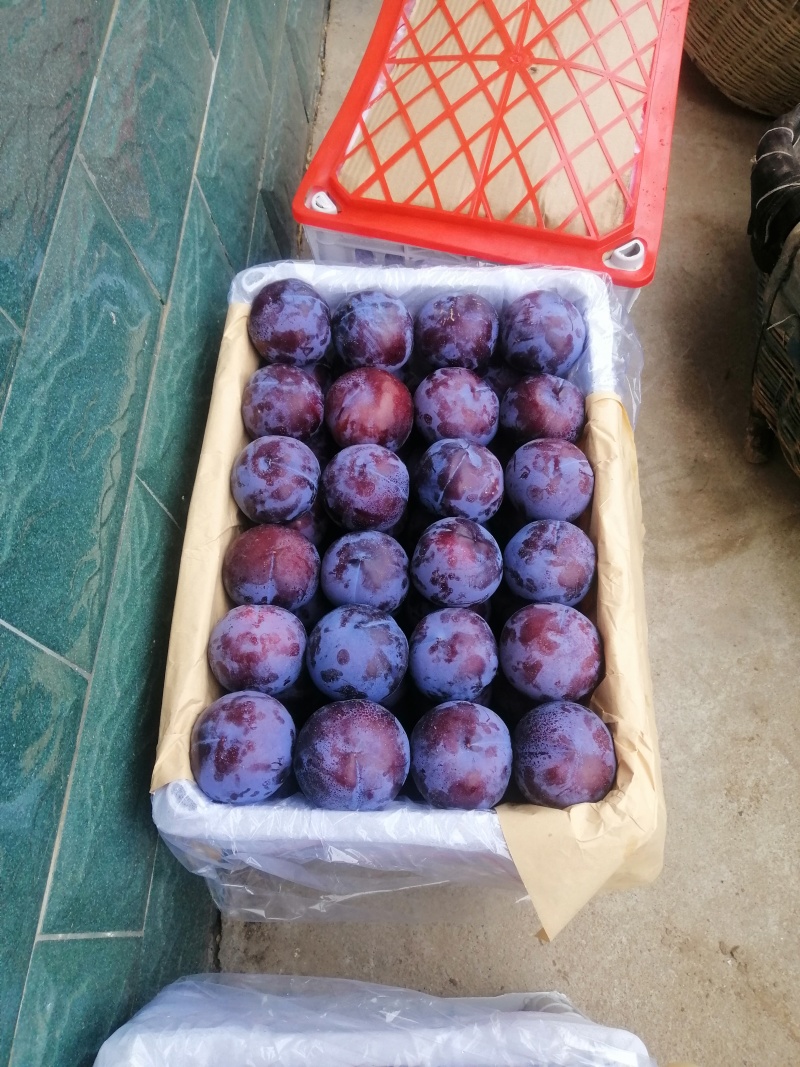 黑布林李子