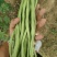 甘肃豆王架豆豆无筋豆产地直销，质量保证，支持各种包装。