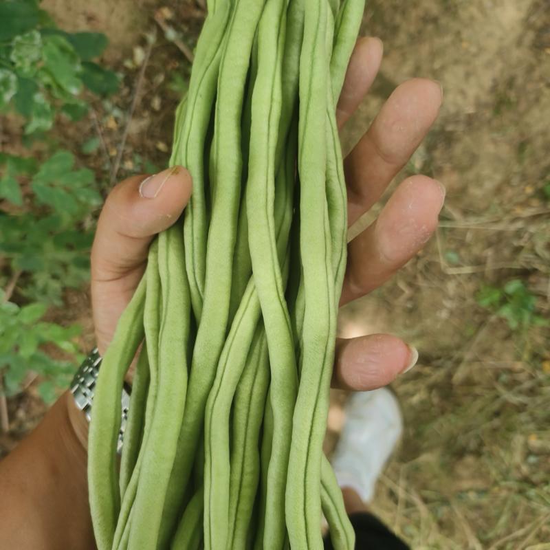 甘肃豆王架豆豆无筋豆产地直销，质量保证，支持各种包装。