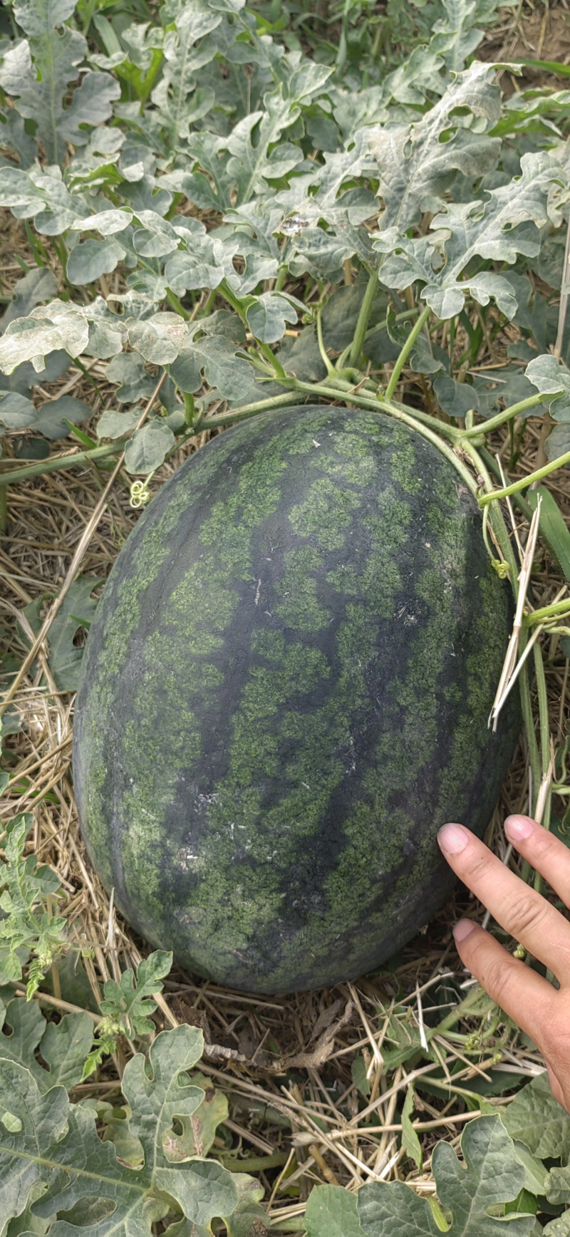 山东滨州地区（冯家产区）露天西瓜即将大量上市
