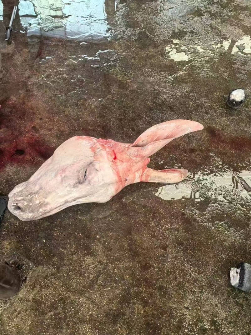 新鲜现杀带皮驴肉去皮驴肉新鲜现宰生纯驴肉马肉正宗酒店食材