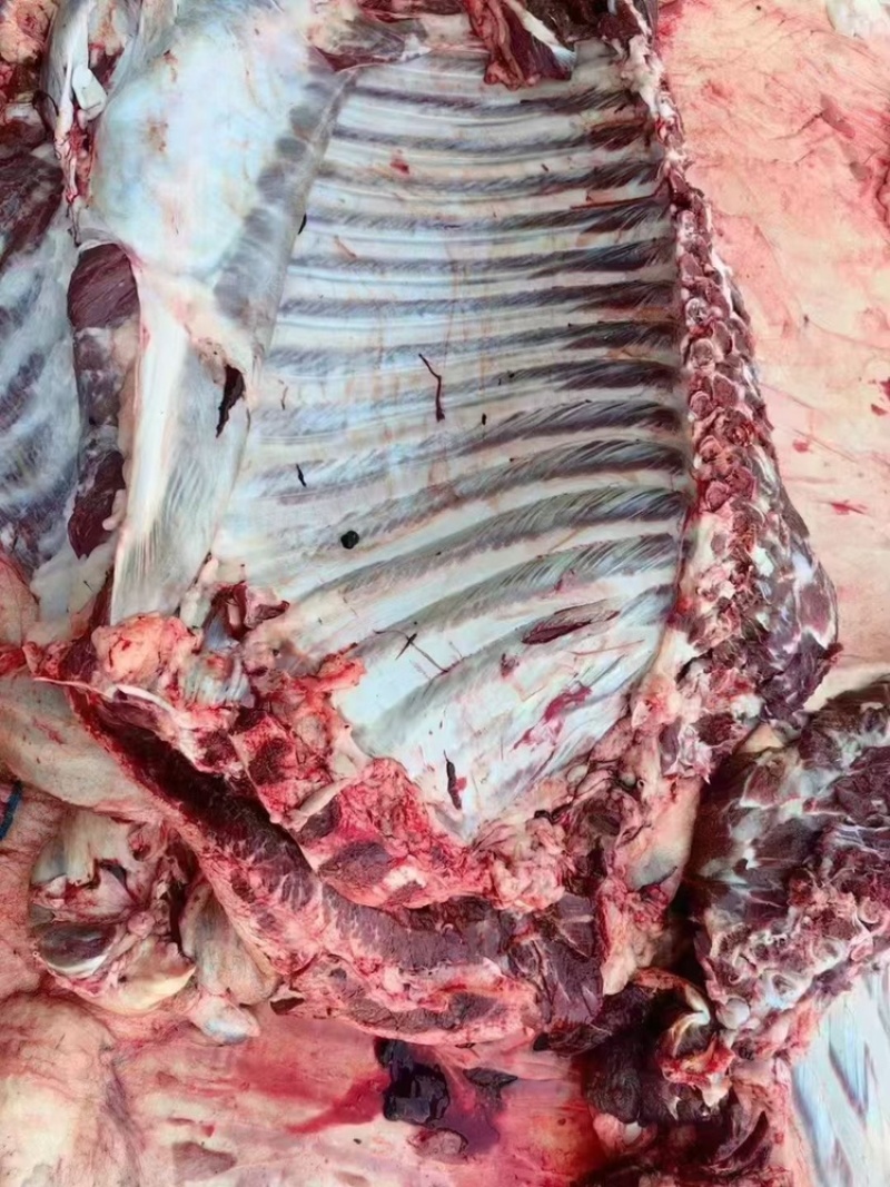 新鲜现杀带皮驴肉去皮驴肉新鲜现宰生纯驴肉马肉正宗酒店食材