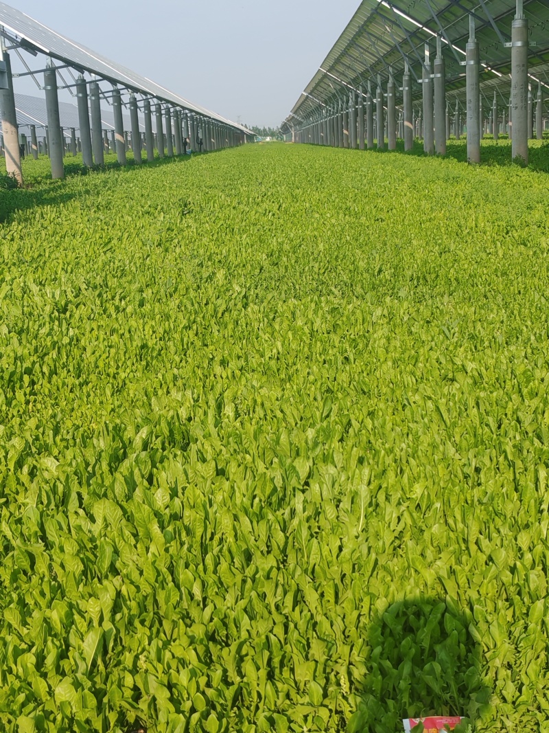 鲜蒲公英