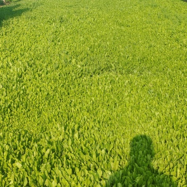 鲜蒲公英