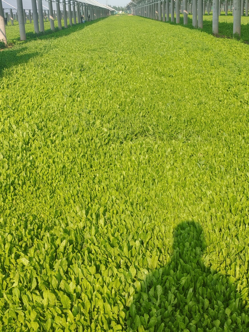 鲜蒲公英