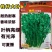 罗马铁杆大叶香菜种子耐热35度夏天耐寒耐抽苔夏播抗高温