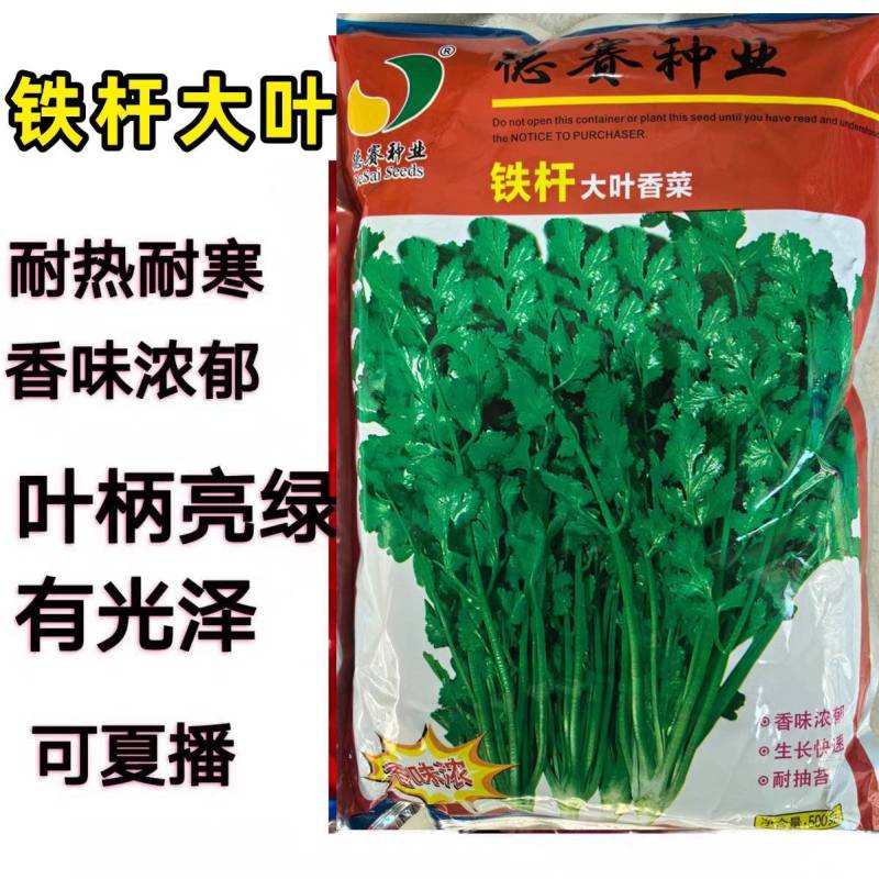 罗马铁杆大叶香菜种子耐热35度夏天耐寒耐抽苔夏播抗高温