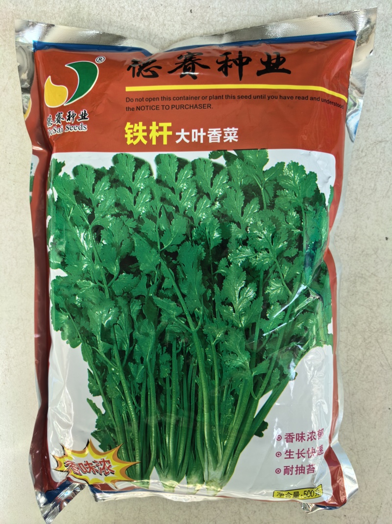 罗马铁杆大叶香菜种子耐热35度夏天耐寒耐抽苔夏播抗高温