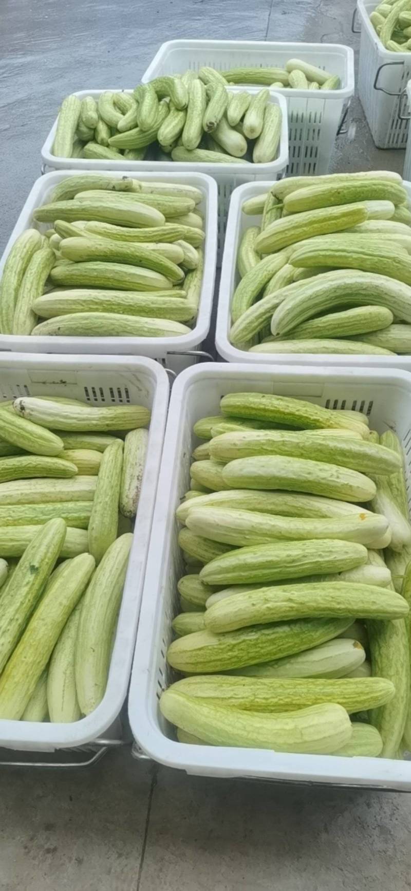 白黄瓜，产地直发，全国销售，欢迎进店选购