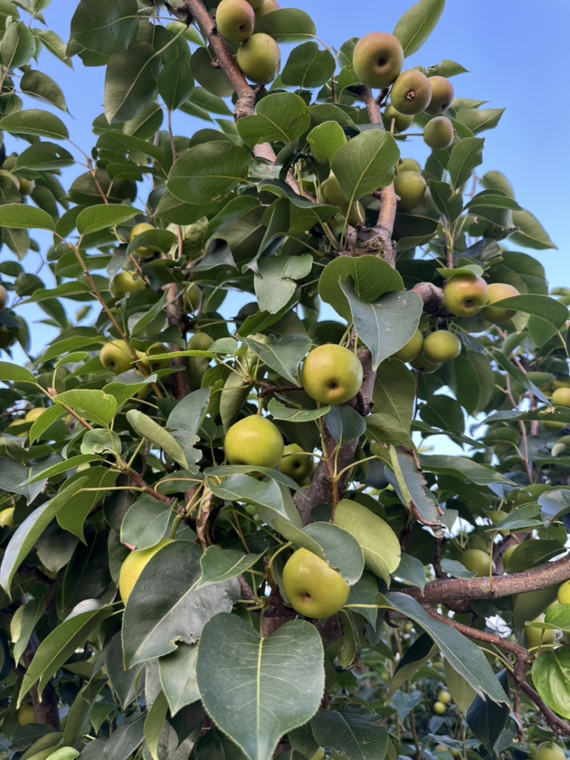 精品丁香梨早白蜜