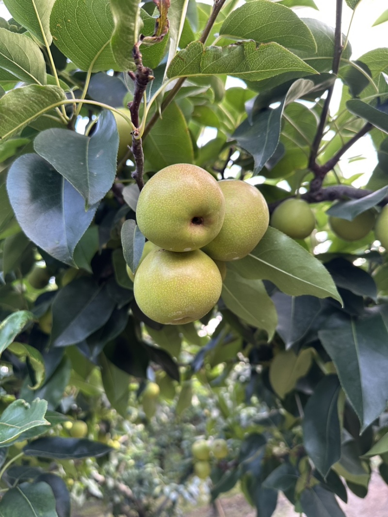 精品丁香梨早白蜜