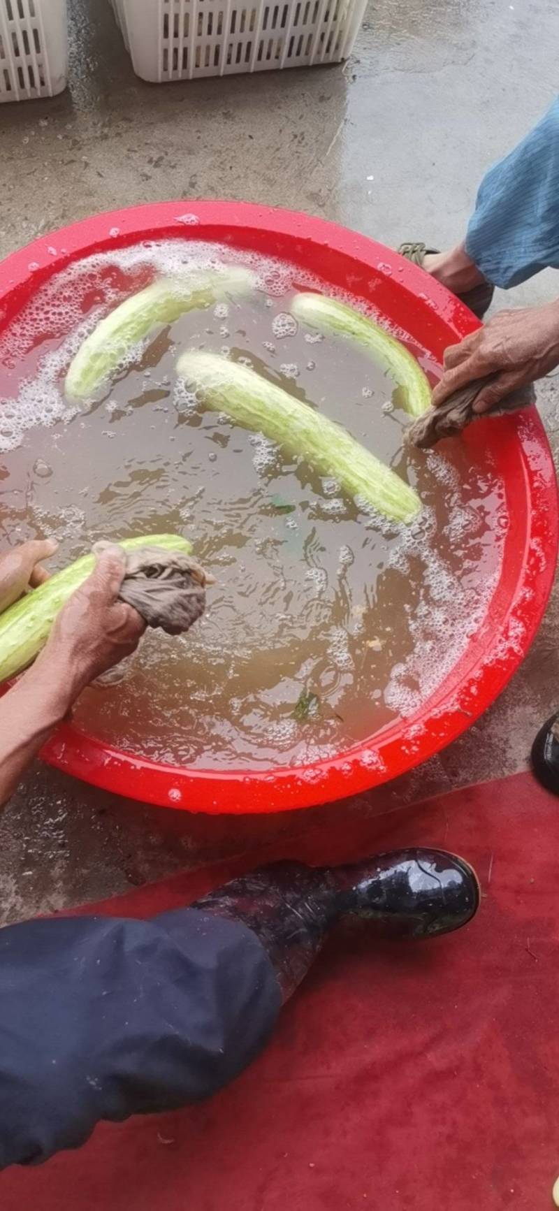 白黄瓜，产地直发，全国销售，欢迎进店选购