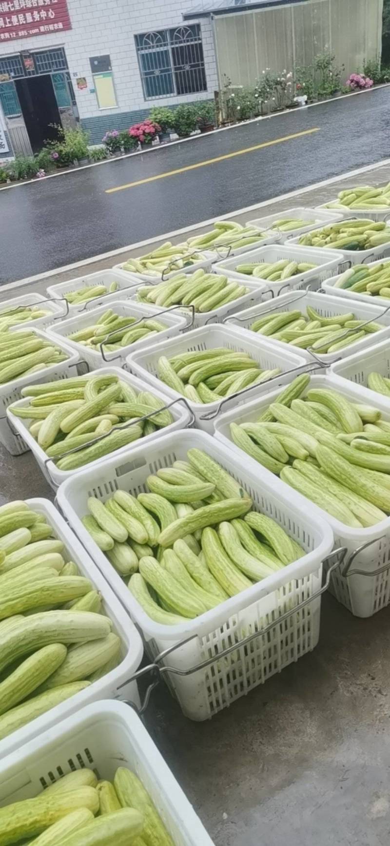 白黄瓜，产地直发，全国销售，欢迎进店选购