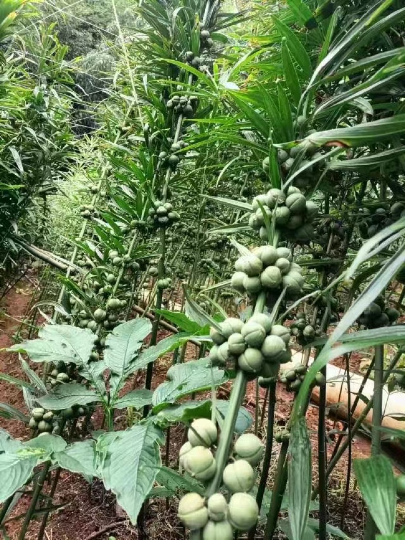 滇黄精