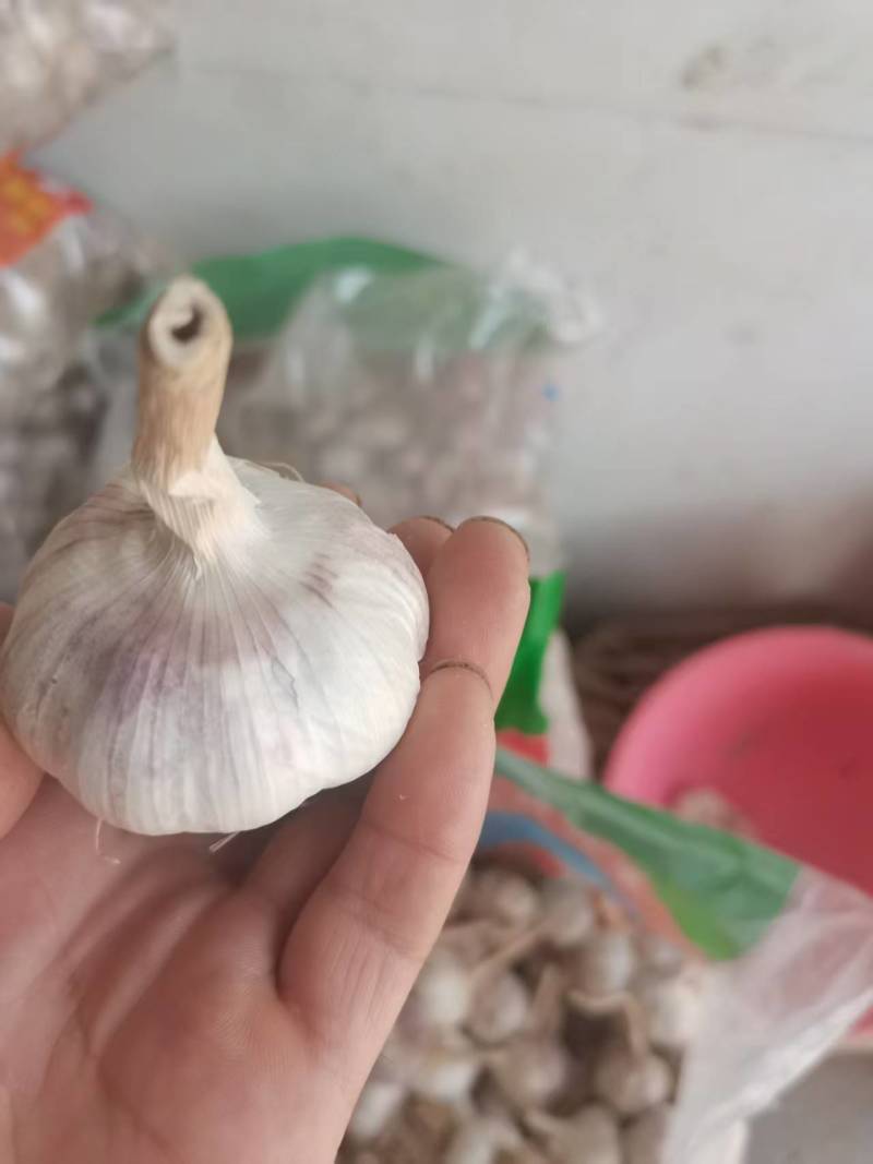 河南蒜种，一手货源质量保证，对接全国，视频看货，欢迎致电