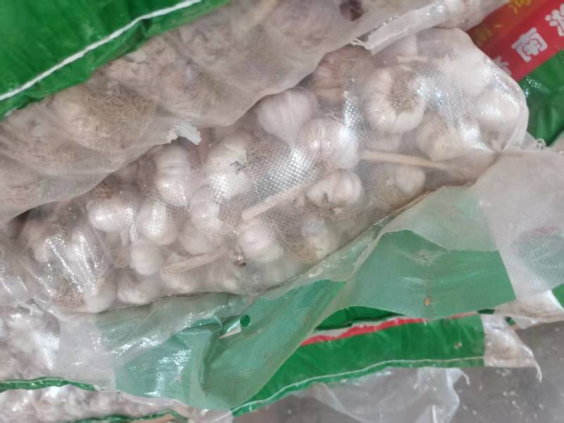 河南蒜种，一手货源质量保证，对接全国，视频看货，欢迎致电