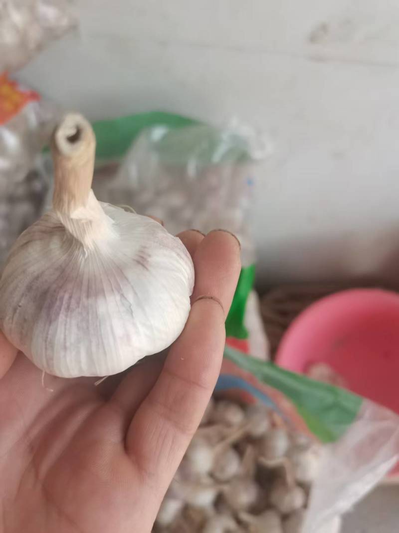 河南蒜种，一手货源质量保证，对接全国，视频看货，欢迎致电