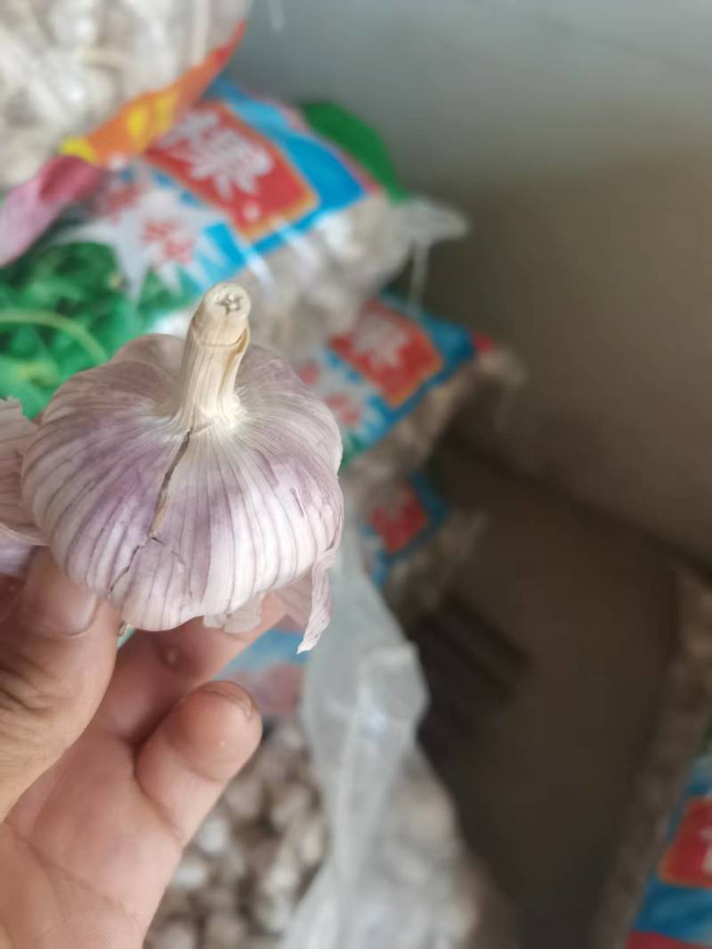 河南蒜种，一手货源质量保证，对接全国，视频看货，欢迎致电
