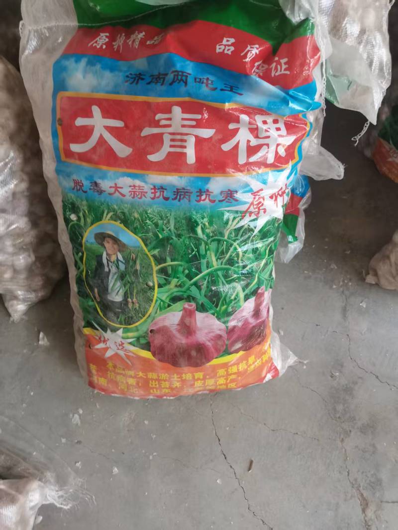 河南蒜种，一手货源质量保证，对接全国，视频看货，欢迎致电