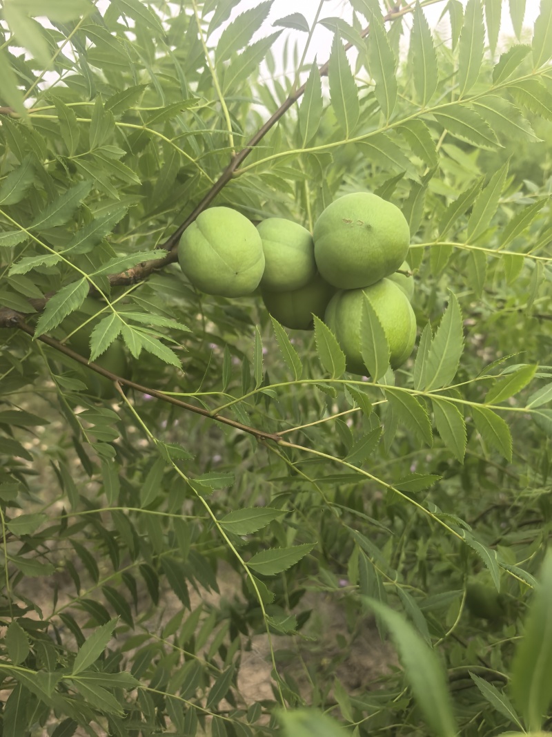 河北沧州市产地直发，品质保证，精选文冠果子，含油量高。