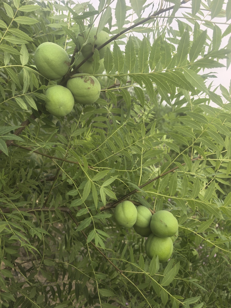 河北沧州市产地直发，品质保证，精选文冠果子，含油量高。