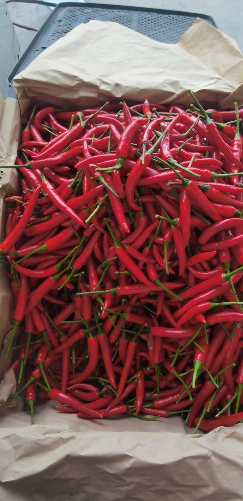 广东一级小米椒，广东A级精品小米椒，广东小米椒