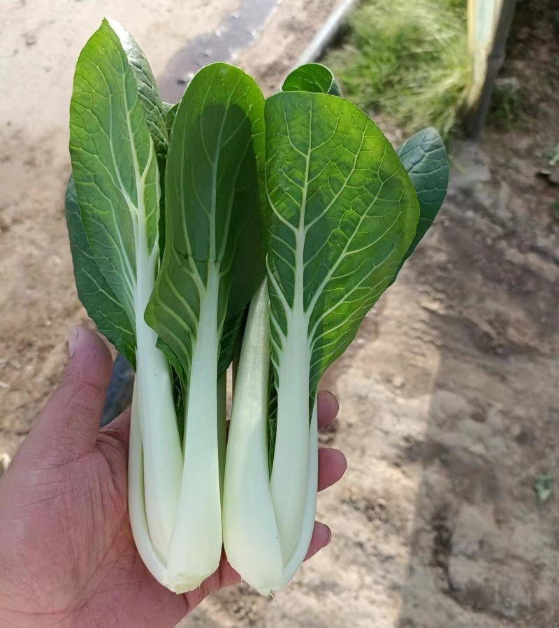 《黑叶白小白菜》黑叶白菜/货源稳定/常年供货/一条龙服务