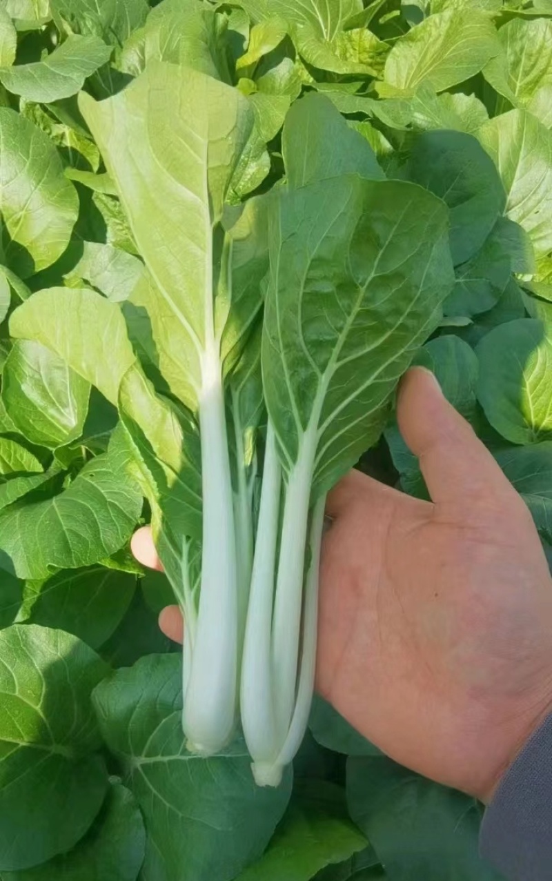 《黑叶白小白菜》黑叶白菜/货源稳定/常年供货/一条龙服务