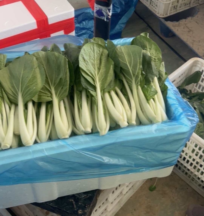 《黑叶白小白菜》黑叶白菜/货源稳定/常年供货/一条龙服务