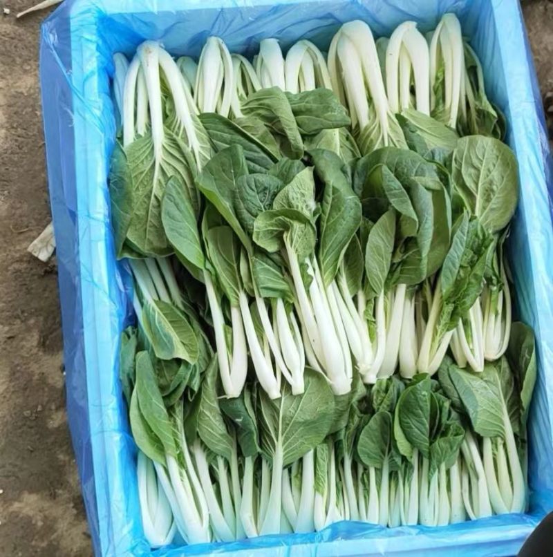 《黑叶白小白菜》黑叶白菜/货源稳定/常年供货/一条龙服务