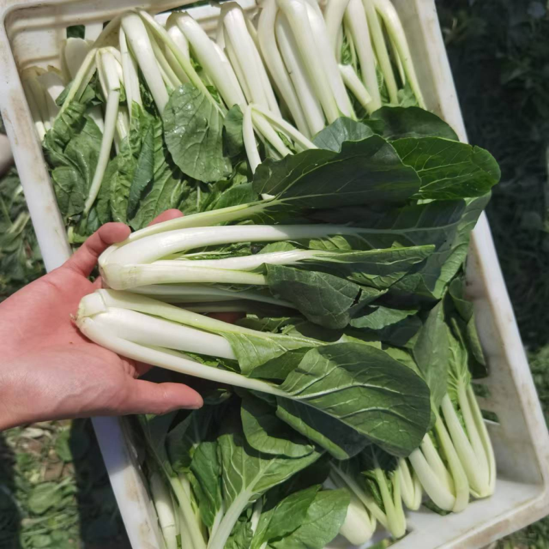《黑叶白小白菜》黑叶白菜/货源稳定/常年供货/一条龙服务
