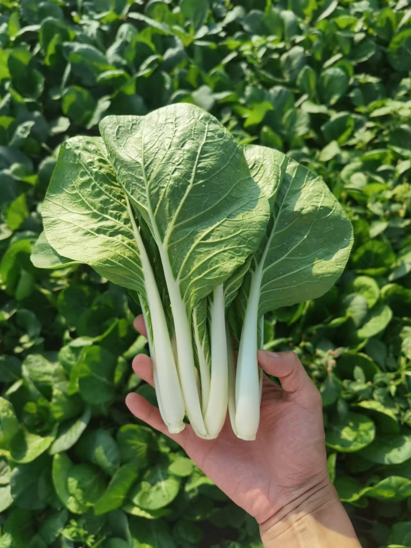 《黑叶白小白菜》黑叶白菜/货源稳定/常年供货/一条龙服务