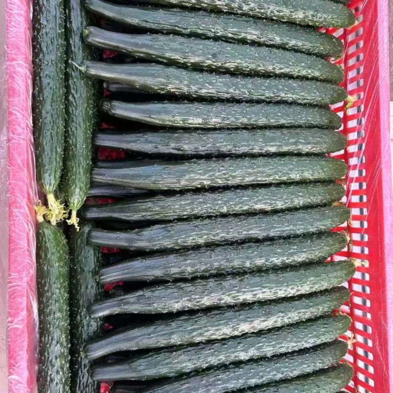 黄瓜