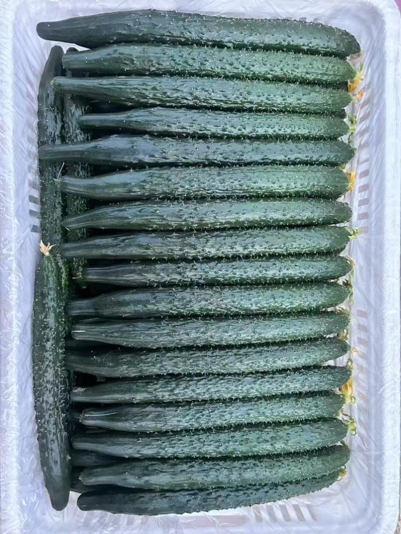黄瓜