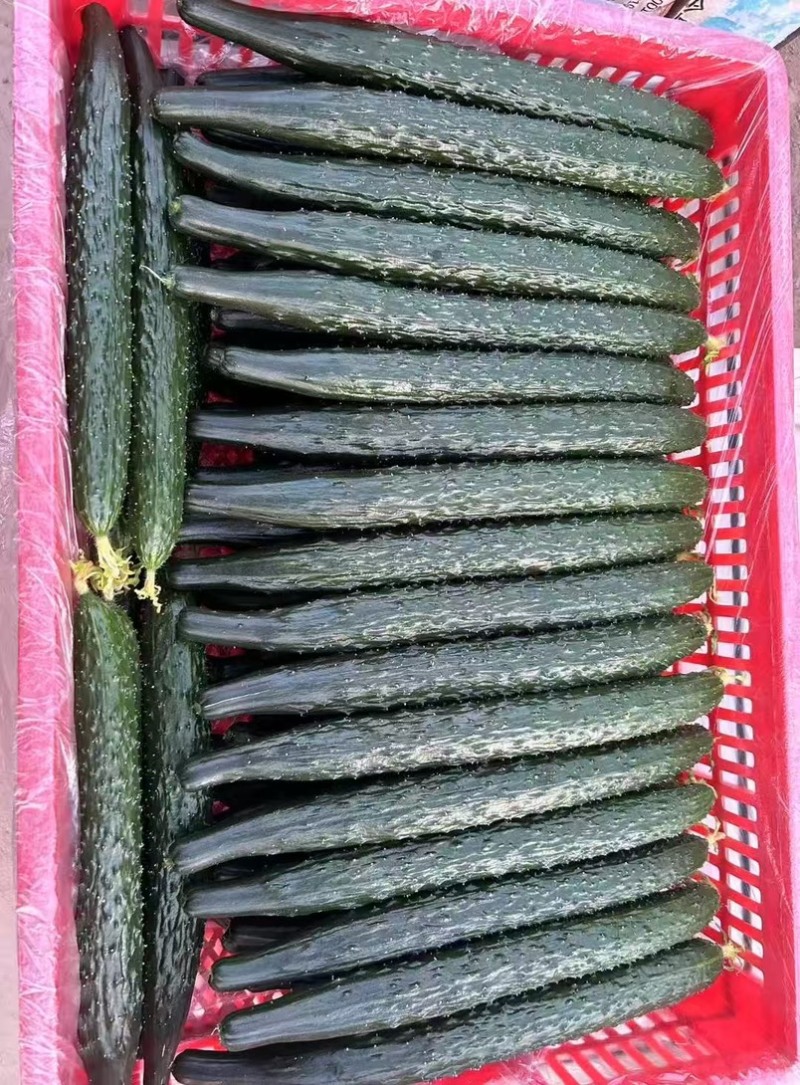 黄瓜