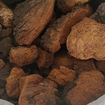 桦树茸批发