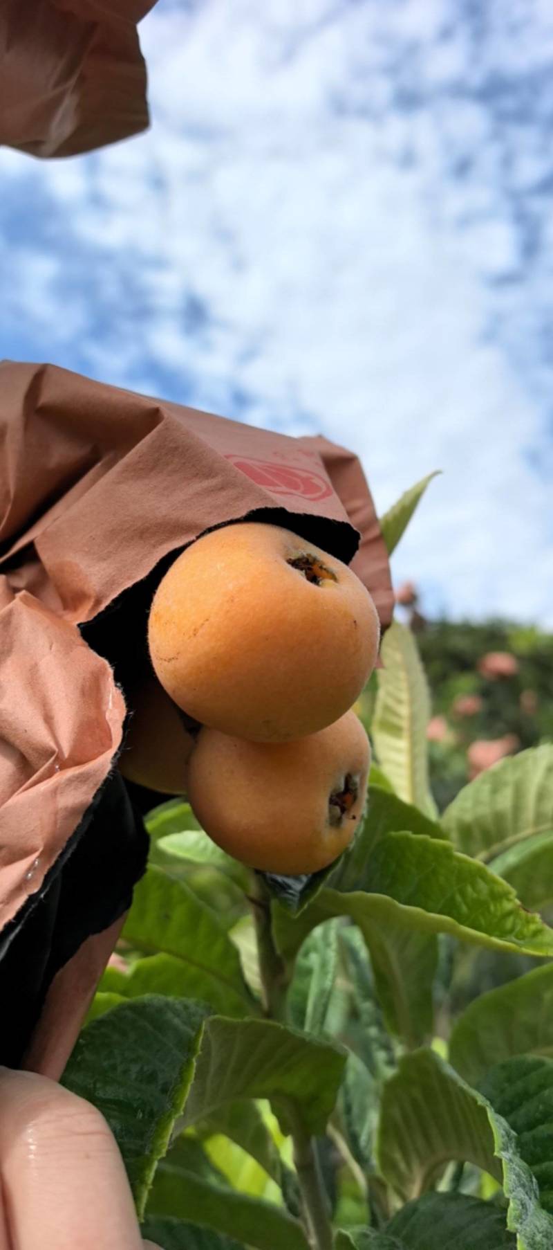 茂县枇杷