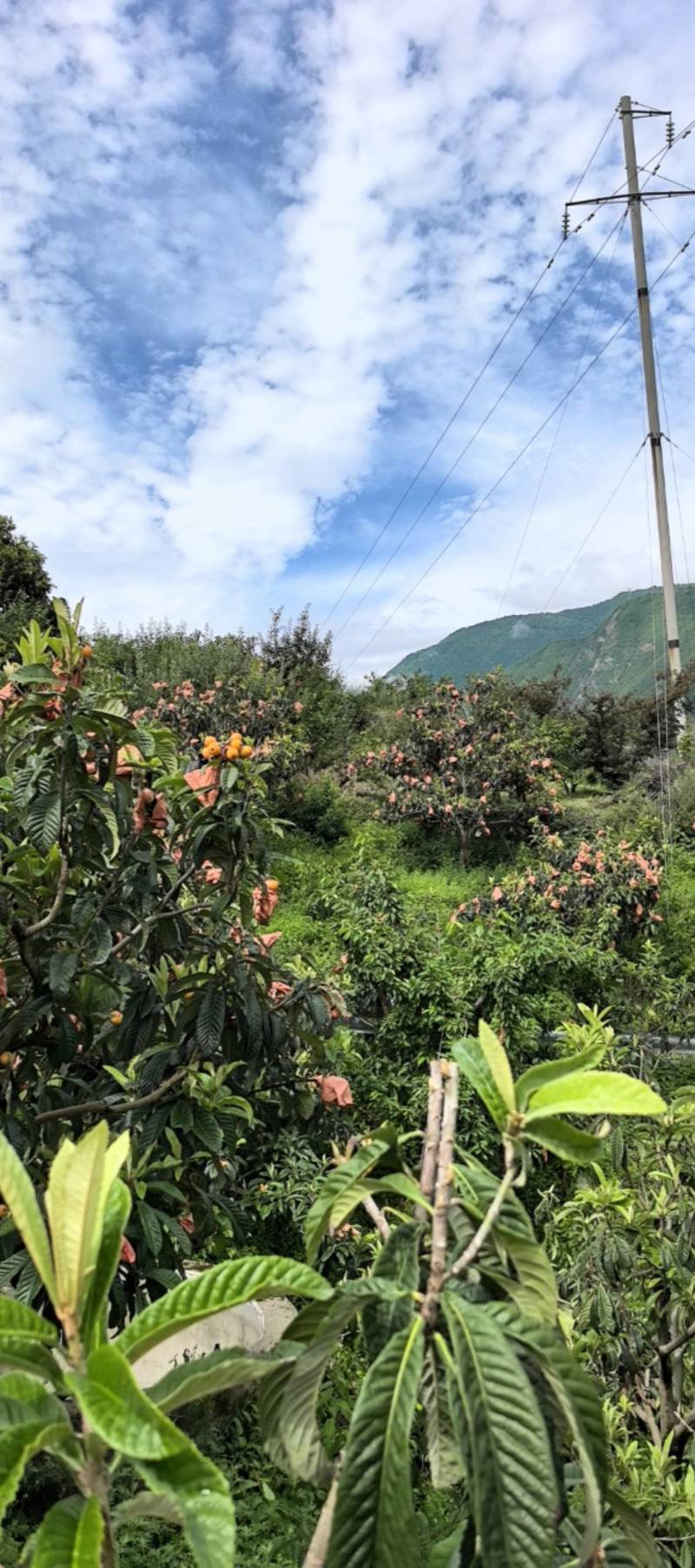 茂县枇杷