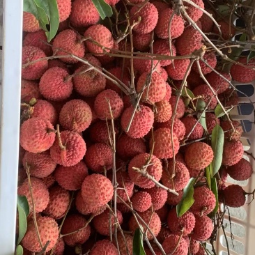 桂味，糯米糍便宜卖