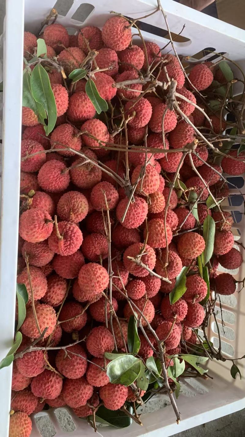 桂味，糯米糍便宜卖