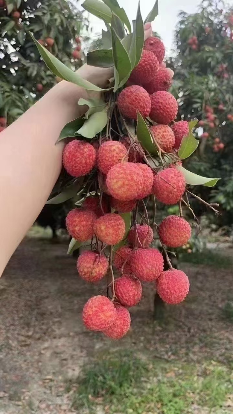 桂味，糯米糍便宜卖