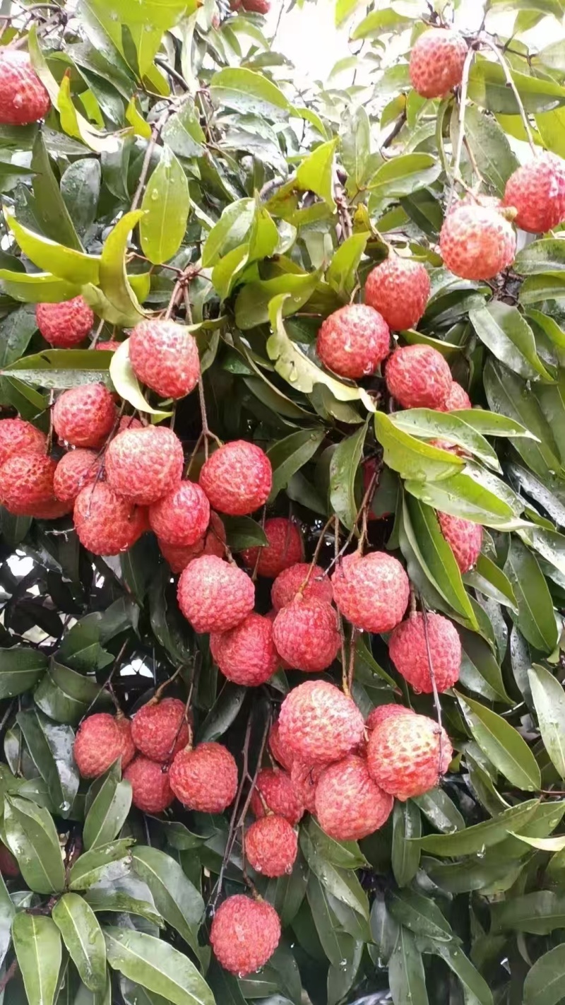 桂味，糯米糍便宜卖