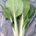 《黑叶白小白菜》黑叶白菜/货源稳定/常年供货/一条龙服务