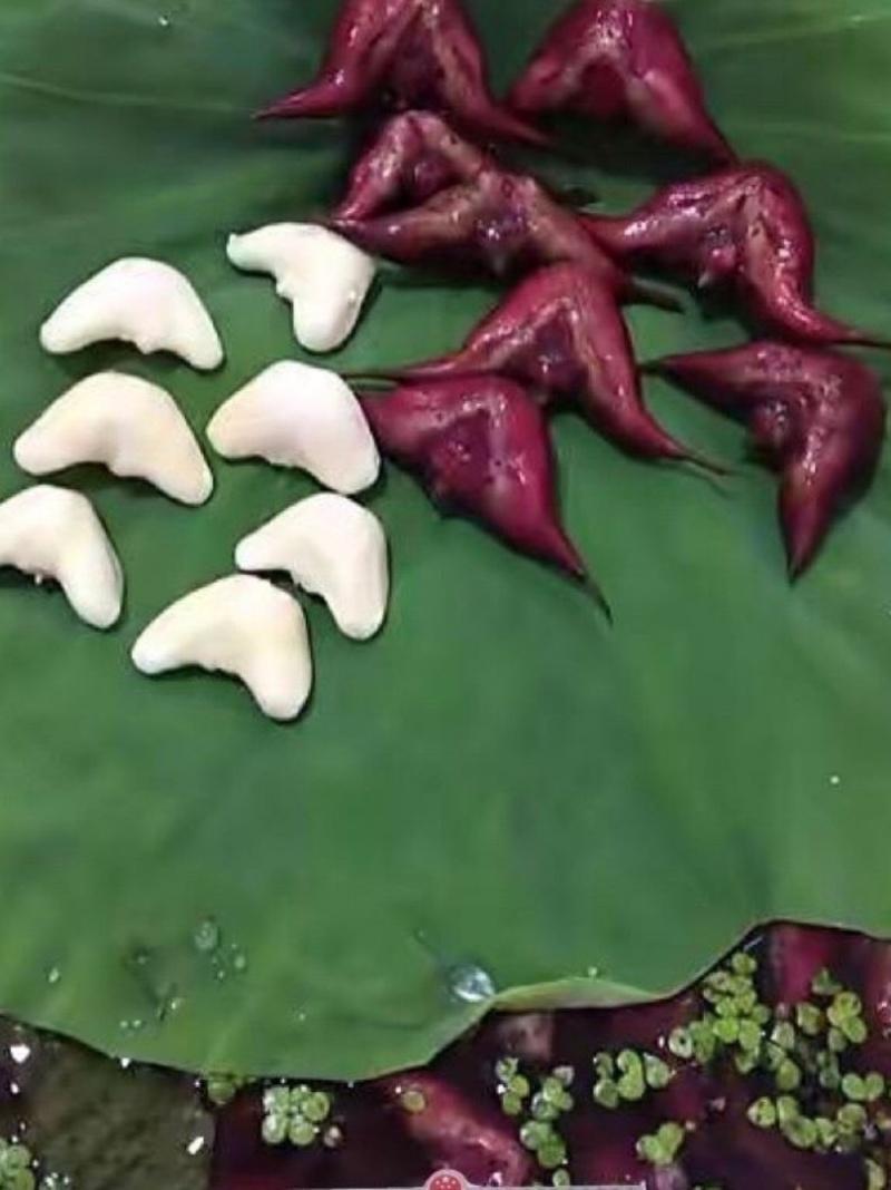 陆口大红菱角原产地供货批发价出售冷链包邮