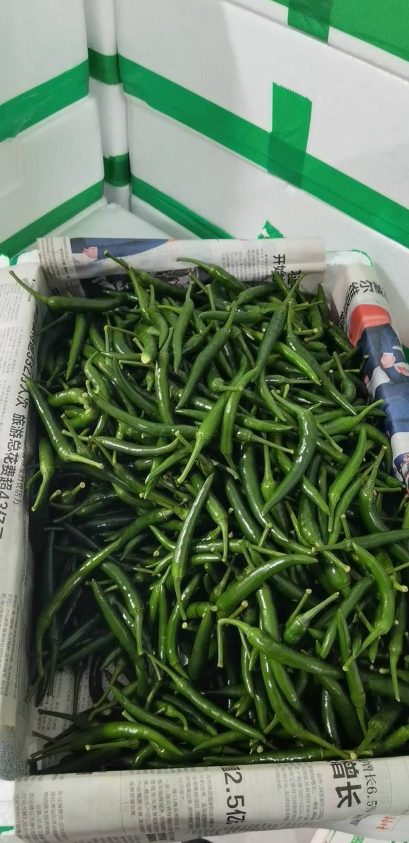 云南一级青米椒，云南A级精品青米椒，云南青米椒