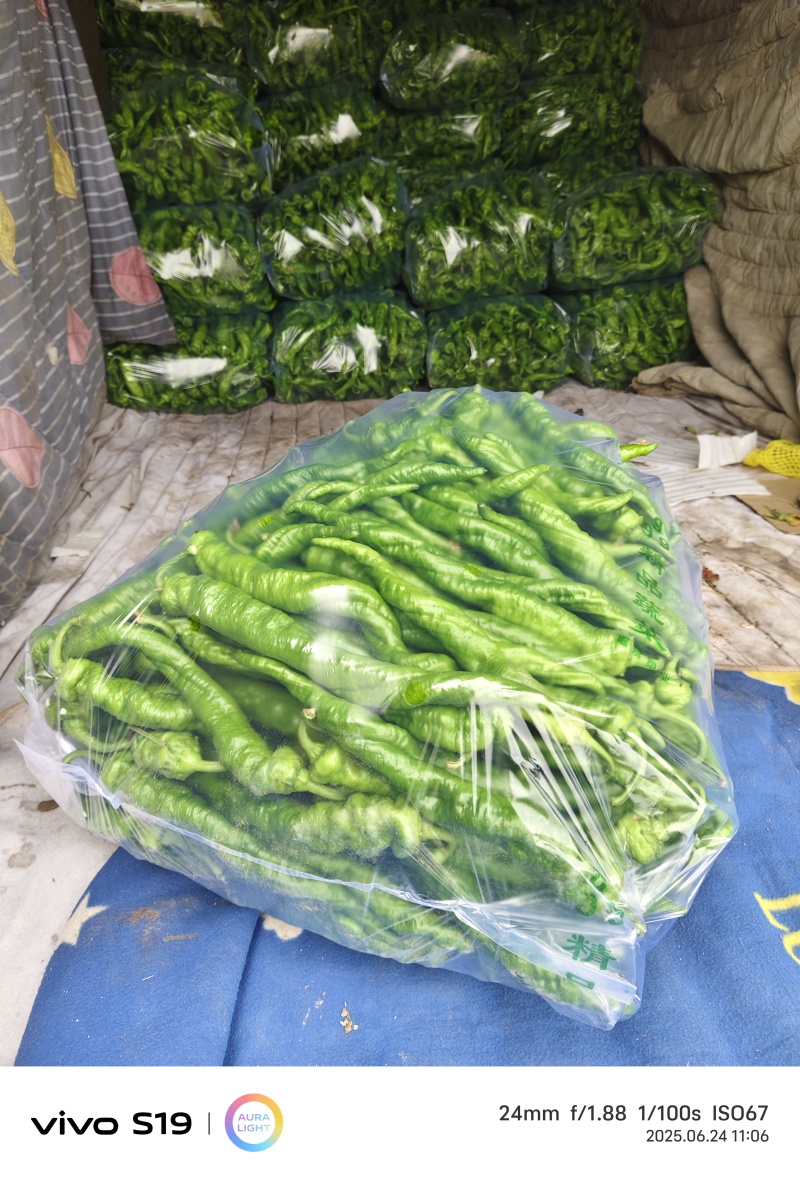 螺丝陇椒